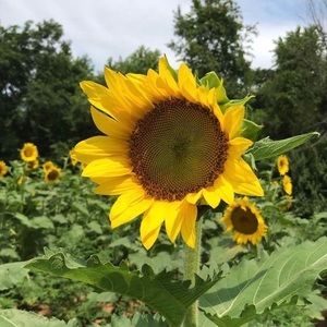 Meet your Posher, Annie